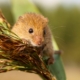 Harvesting Mouse in a reed plume